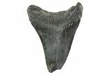 Fossil Megalodon Tooth - South Carolina #365780-1